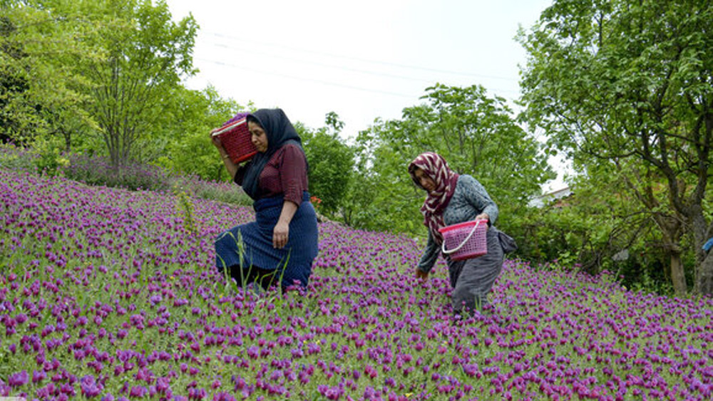 بوم‌گردی و طبیعت‌گردی مازندران