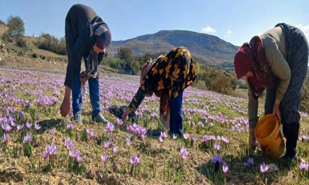 توسعه کشت زعفران در هزار جریب بهشهر