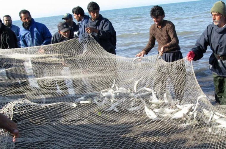 رشد ۱۹ درصدی صید ماهی استخوانی صیادان مازندران