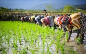 کاهش ۳۰ درصدی قیمت برنج در مازندران