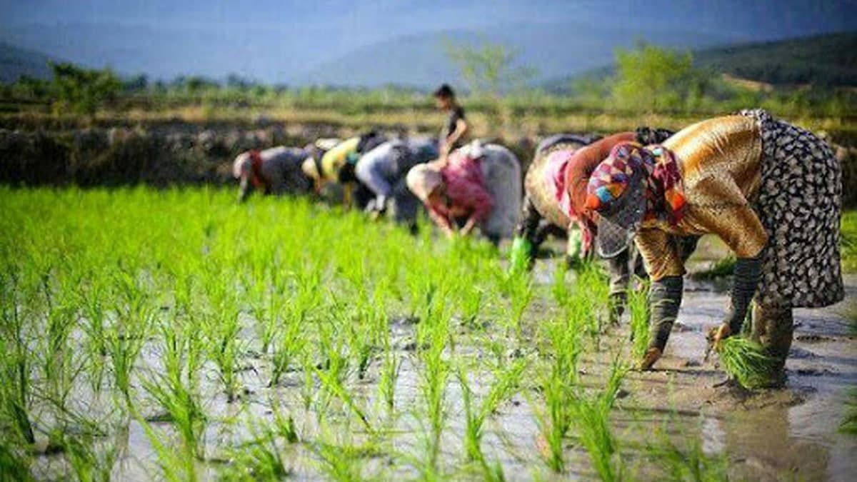 محصولات کشاورزی و کشت برنج مازندران (3)