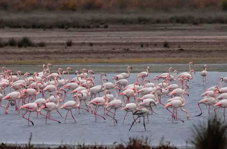 پرندگان مهاجر و صنعت گردشگری مازندران