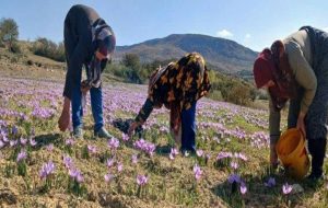 مزیت اقتصادی توسعه کشت زعفران در هزار جریب بهشهر