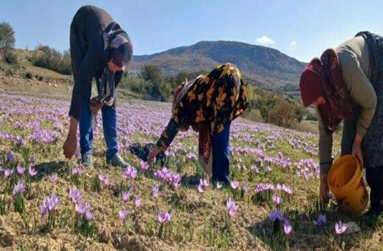 مزیت اقتصادی توسعه کشت زعفران در هزار جریب بهشهر