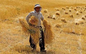 خسارت توزیع بذر نامرغوب به گندمکاران شرق مازندران