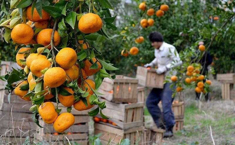 مزایای شناسنامه باغات