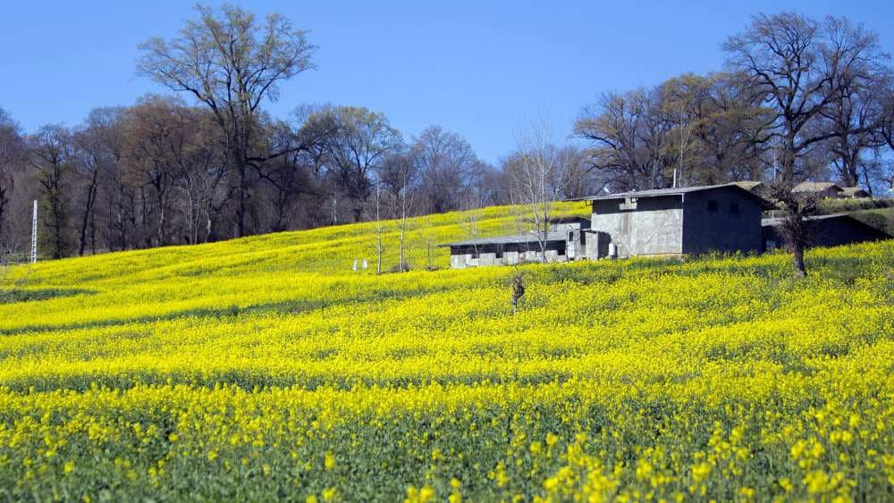 میزان کشت کلزا در مازندران