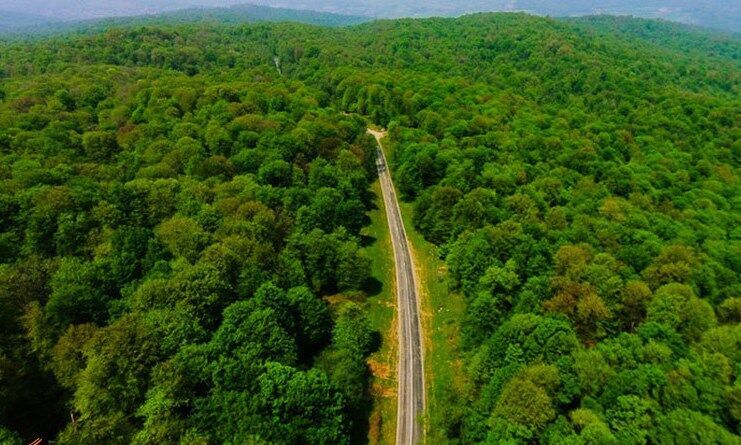 اقدام جهادی برای نجات جنگل‌